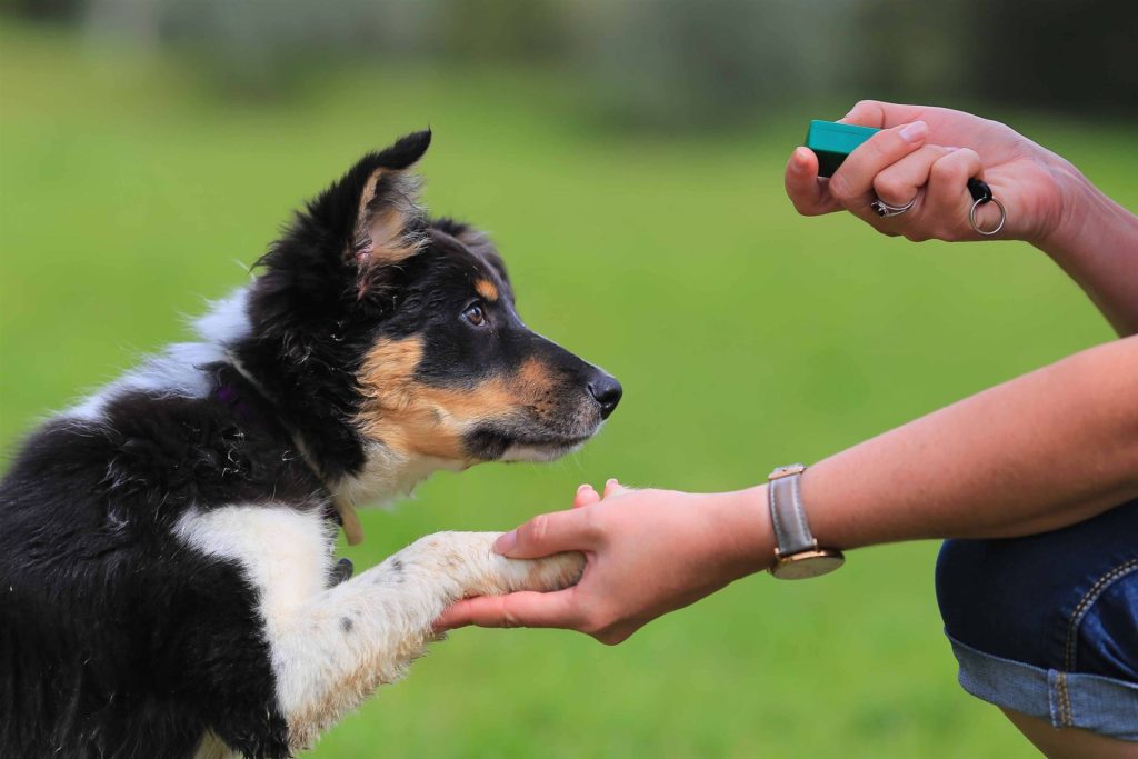 Dog clicker used for positive reinforcement training