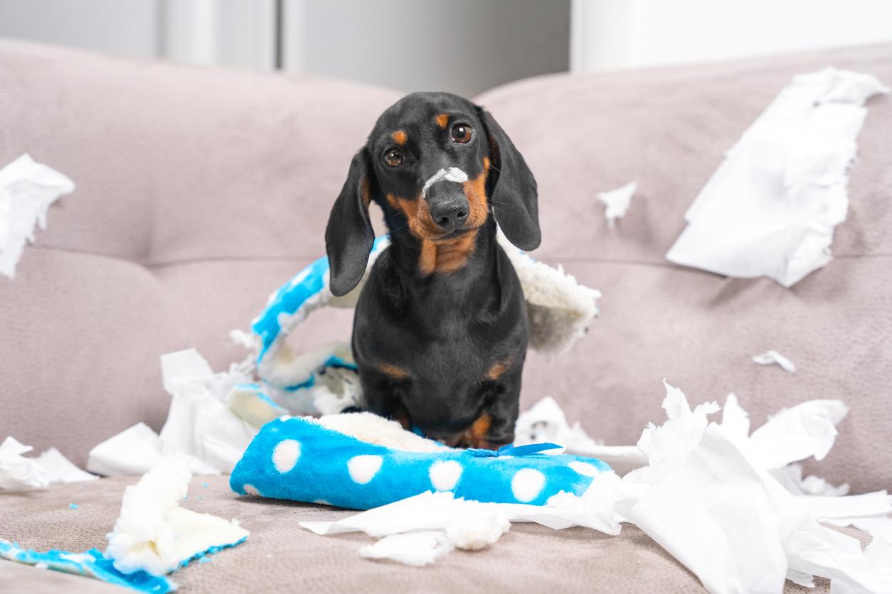 Why Is My Dog Chewing Everything (And How to Stop It Without Losing Your Mind)