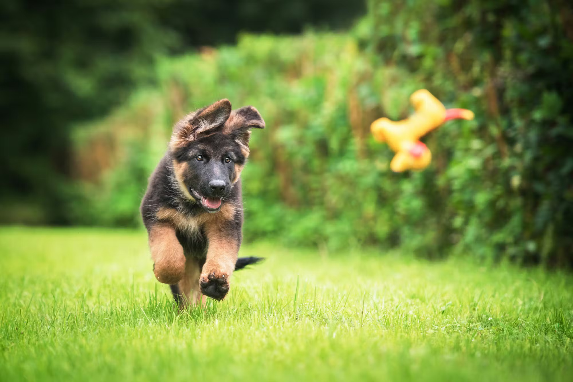 German Shepard puppy playing with a toy