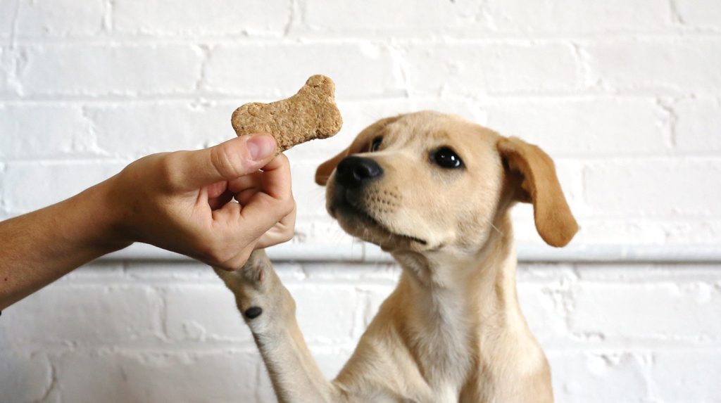 Dog receiving treat for good behavior during training